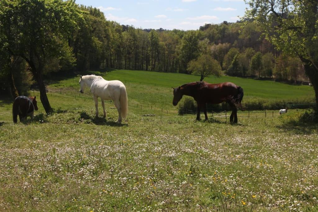 Serenite A La Ferme Equestre Lempzours Exterior photo